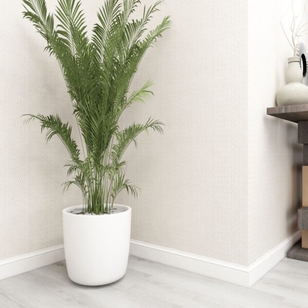DECORTEX DE120031